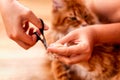 A person cutting a catÃ¢â¬â¢s claws